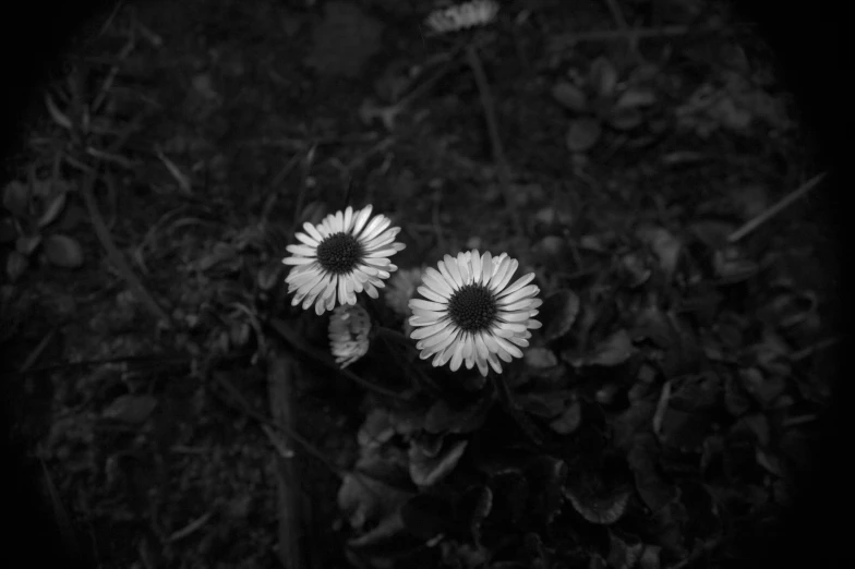 a bunch of daisies in the ground with black and white background