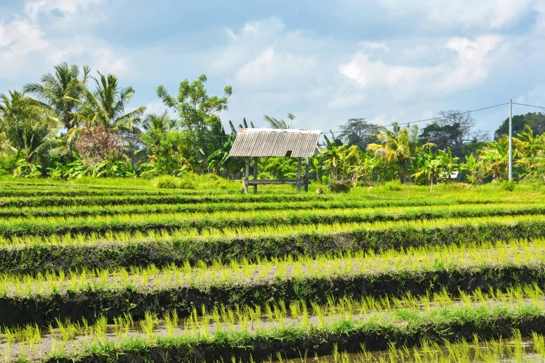 an image of a green field with many bushes