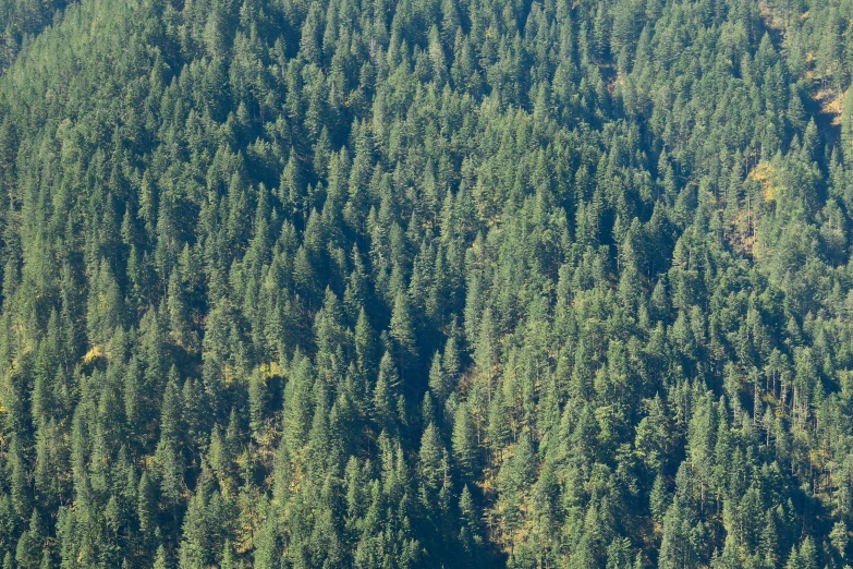 the view from above shows trees covered in patches of green