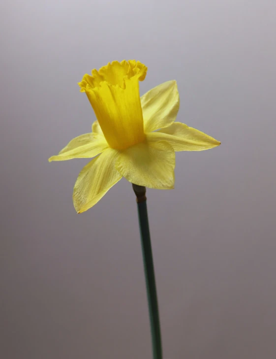 an extreme close up view of a single flower