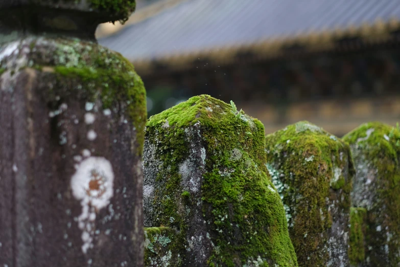 moss growing on the side of a stone wall