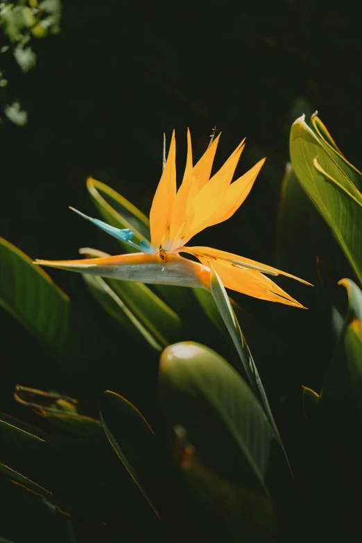 a bird of paradise flower in bloom with the leaves