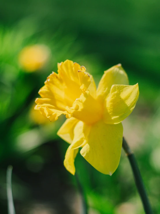 a closeup of a yellow flower with water drops