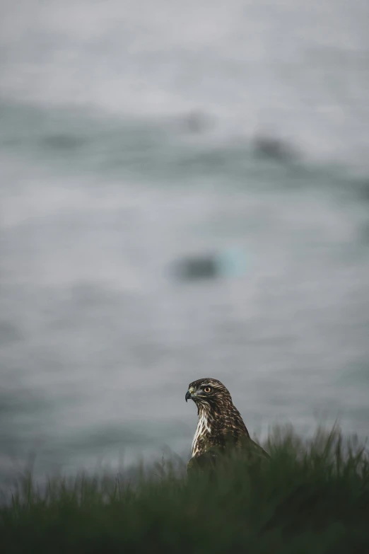 a large bird sits in the middle of some tall grass