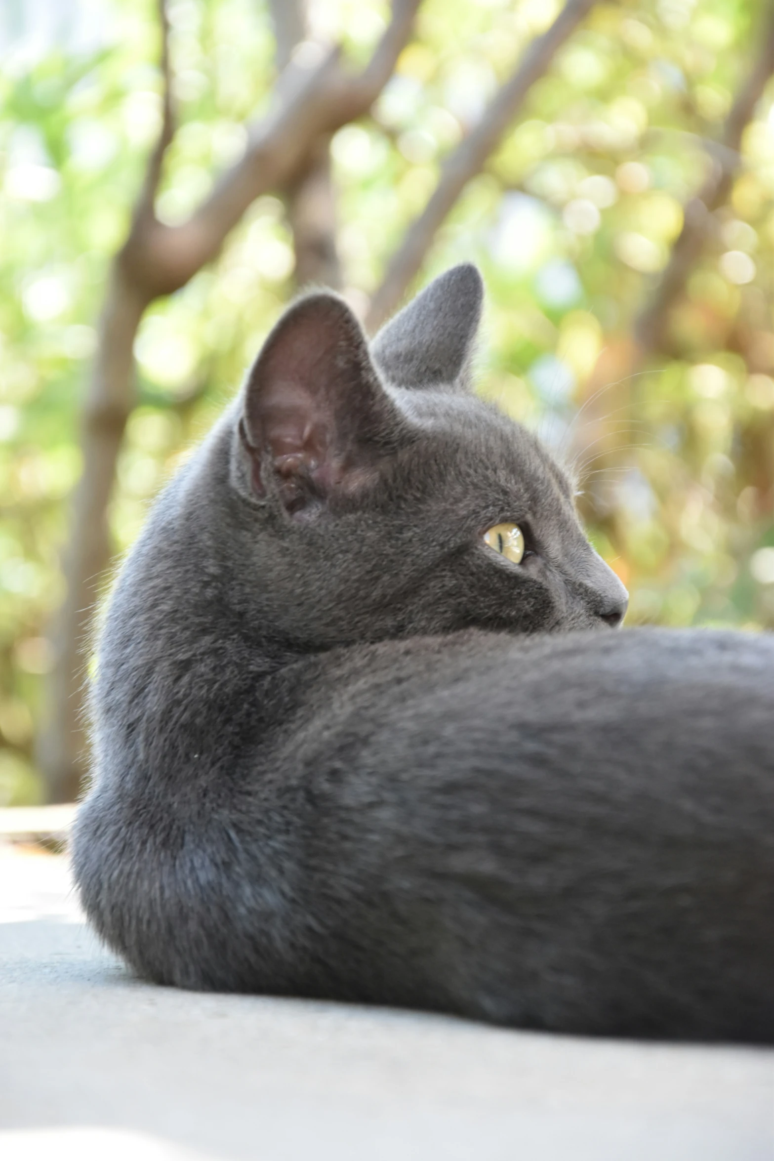 a gray cat laying on top of a sidewalk