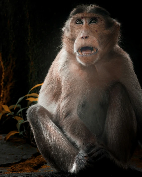 a monkey with an angry look sitting down