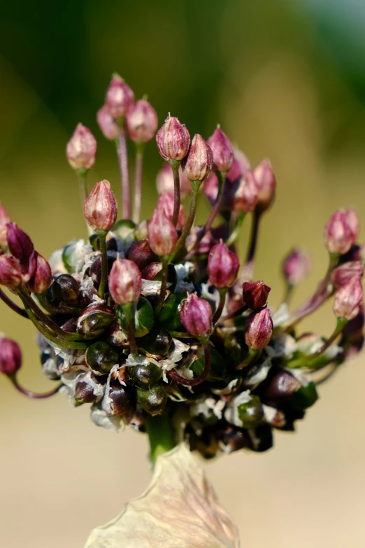 a bunch of tiny red flowers with purple petals