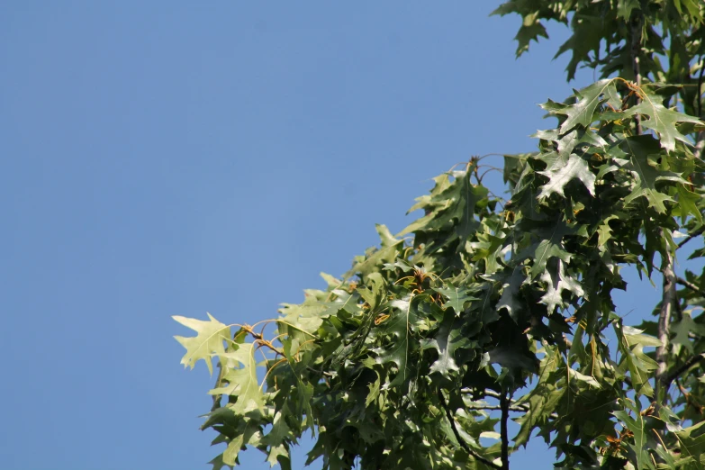 leaves and berries hanging from tree nches with a blue sky background