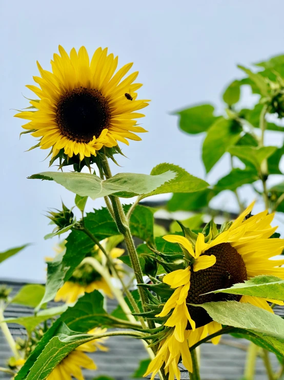 a couple of large yellow flowers on some green leaves