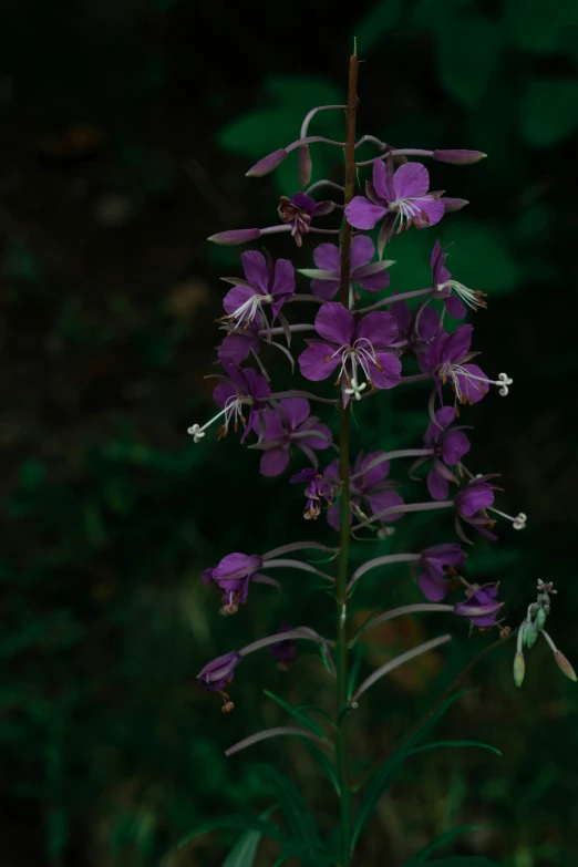 a purple flower with flowers in it and some leaves