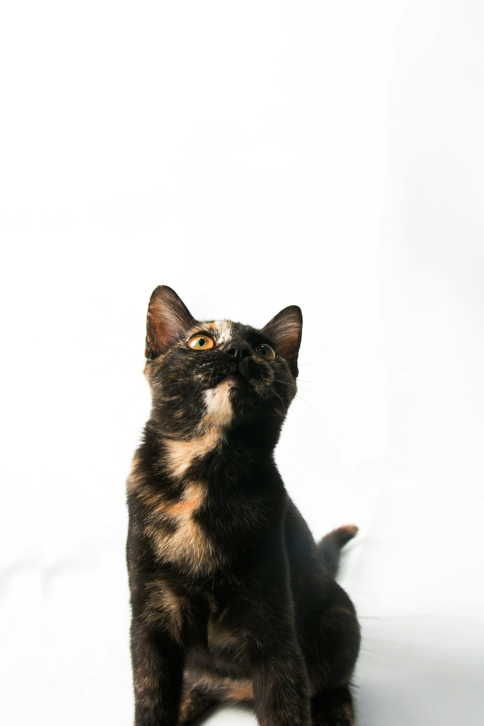 a black cat with a yellow spot sitting and looking up