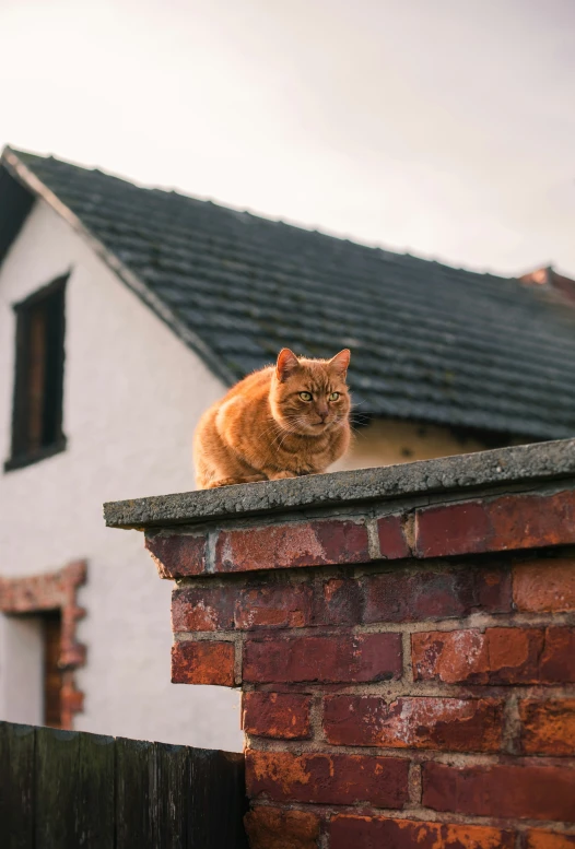 the cat is sitting on the roof of the house