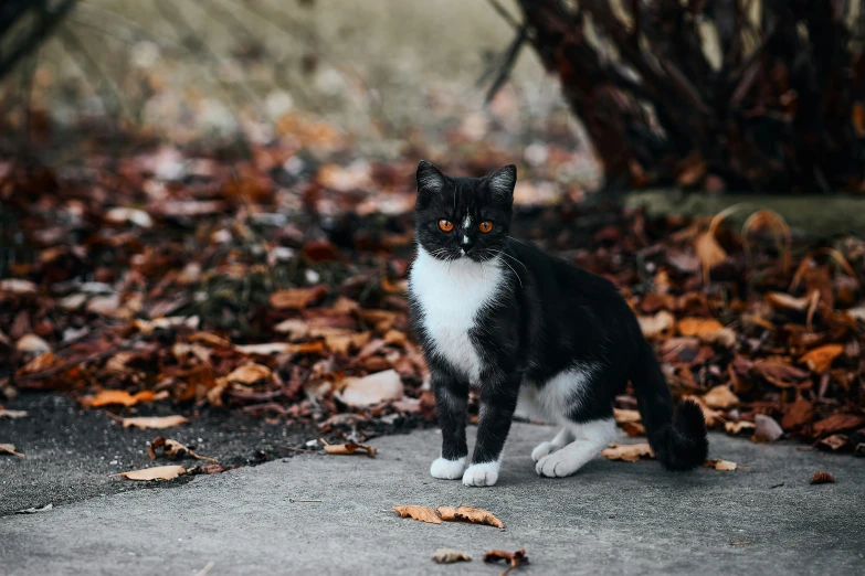 a cat is standing next to the leaves