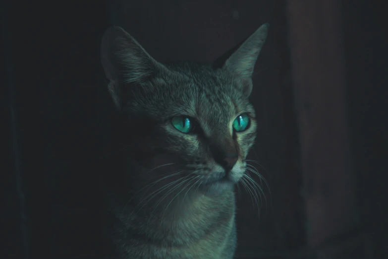 a cat staring at the camera with a blue eyed one