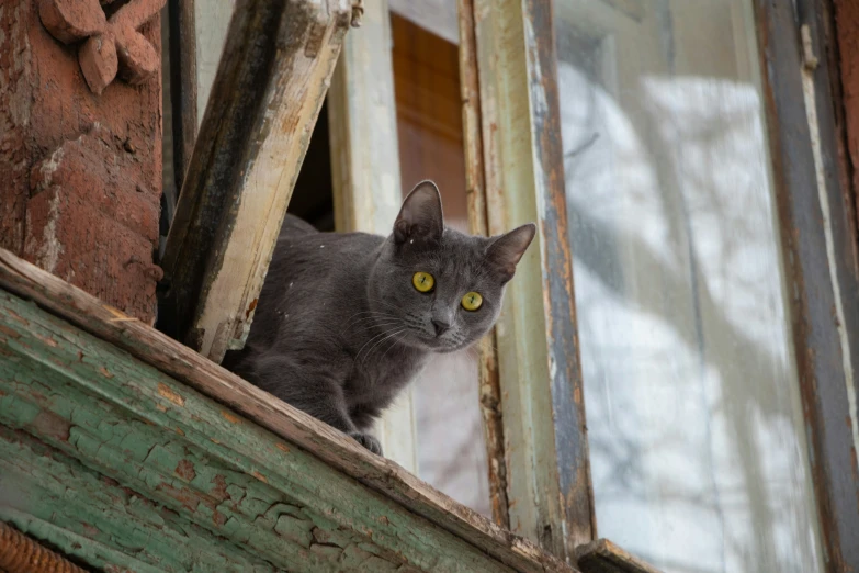 a cat with yellow eyes looks out the window