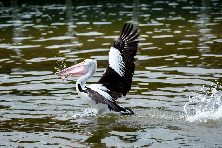 an image of a bird that is in the water