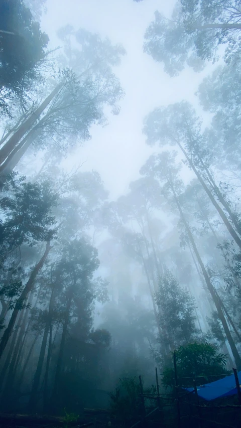 there is a forest with lots of trees in the fog