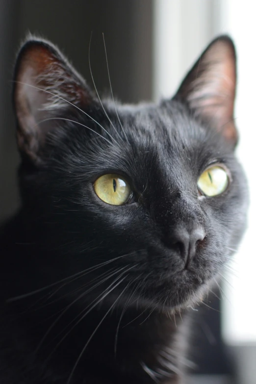 a close up po of a black cat