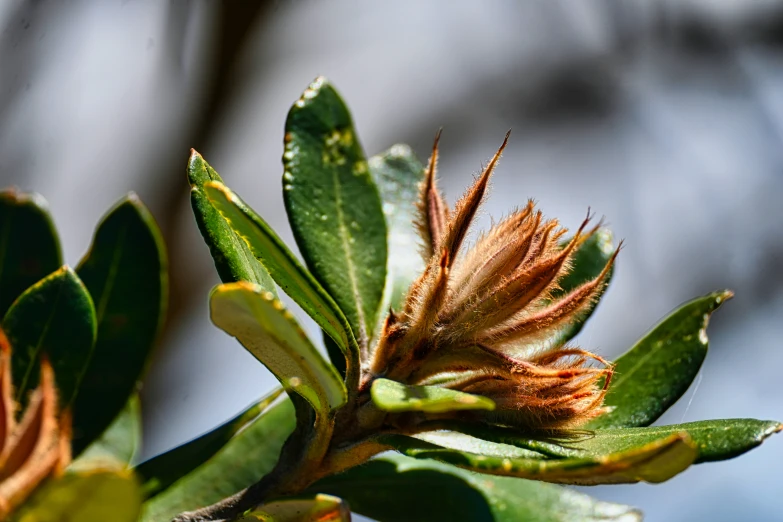 a flower bud on a tree nch next to another tree