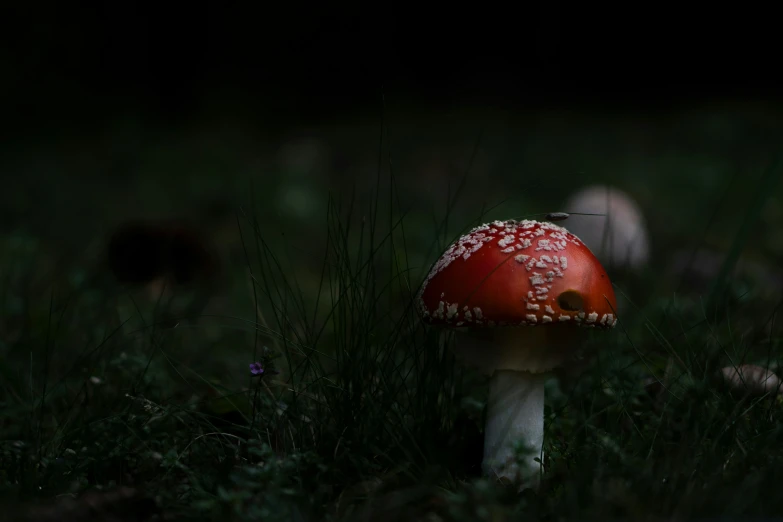a close up of a red mushroom in the grass