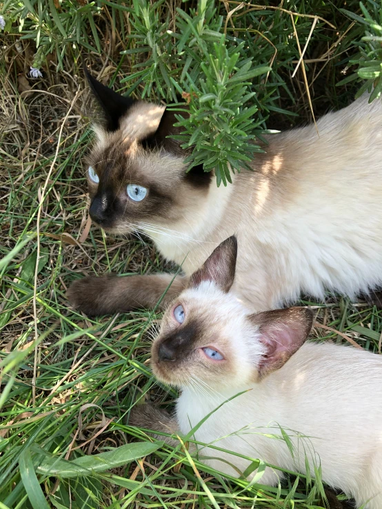 two siamese cats are sitting in the grass