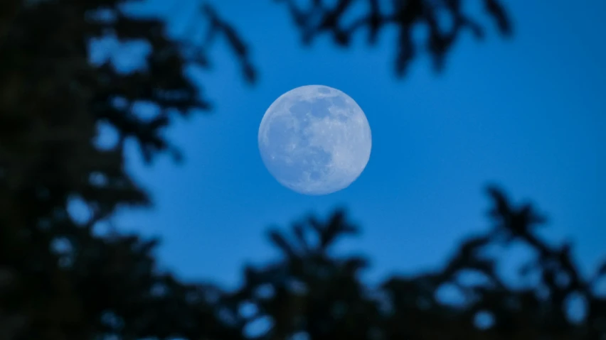the moon is seen through trees in the night sky