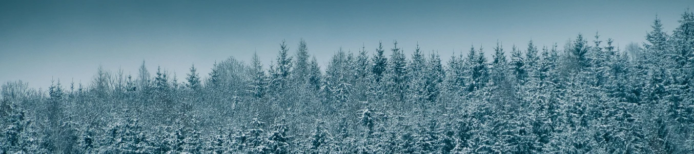 a bunch of pine trees with snow on them