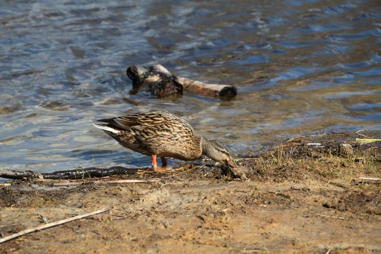 two ducks and their offspring standing on the edge of a pond