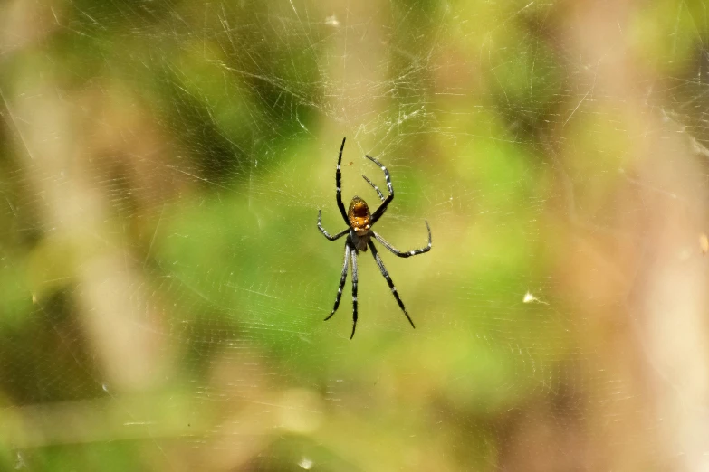 a spider is sitting in the center of its web