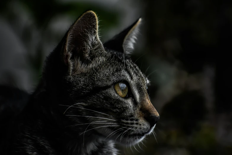 black cat with yellow eyes in the dark