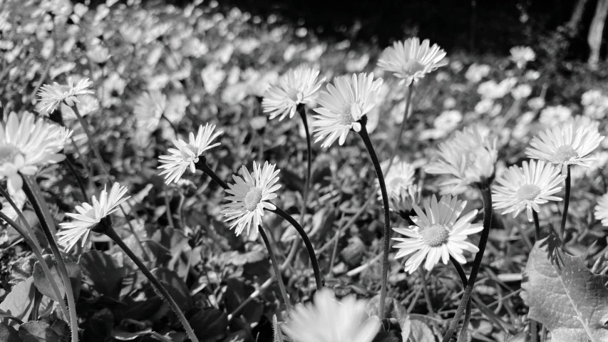 a bunch of daisies that are in black and white