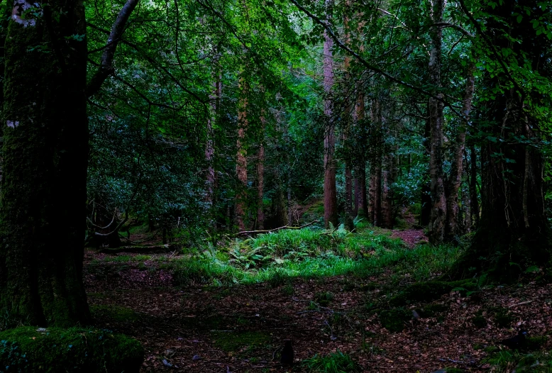 a wooded area with trees and lots of leaves