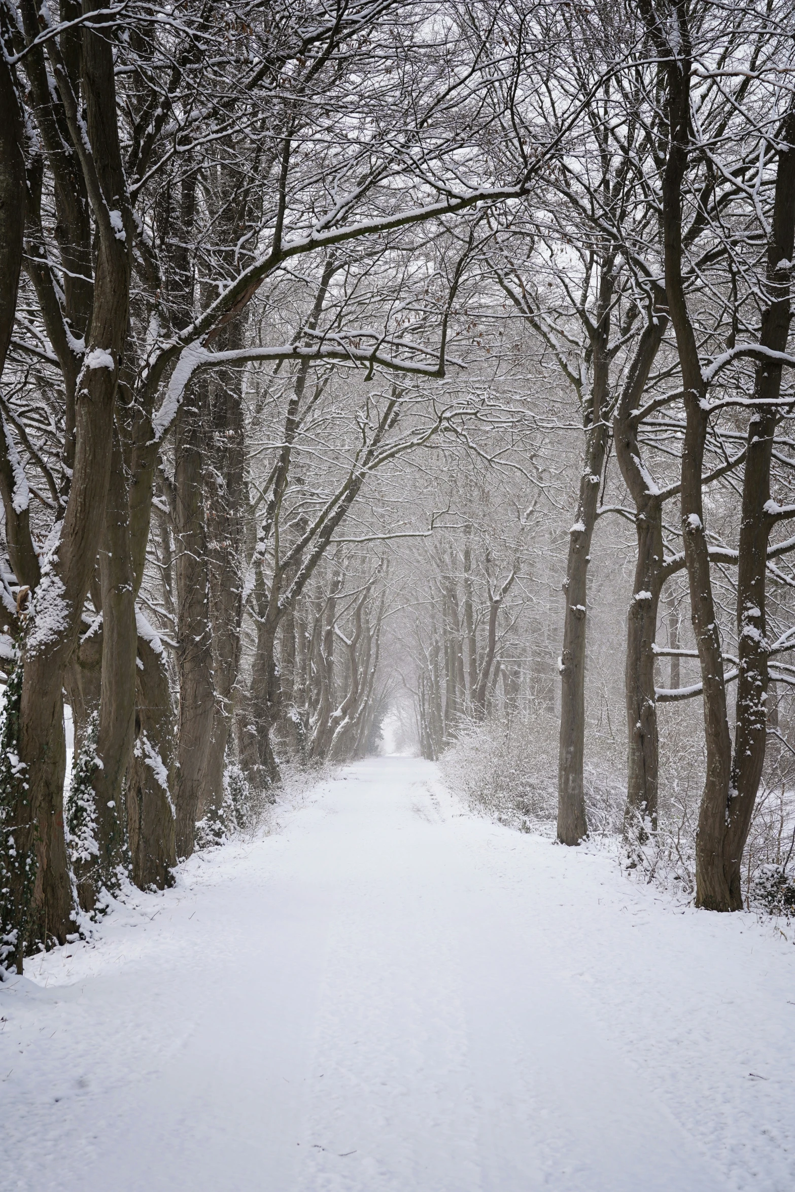 a path with a snow - covered forest in the background