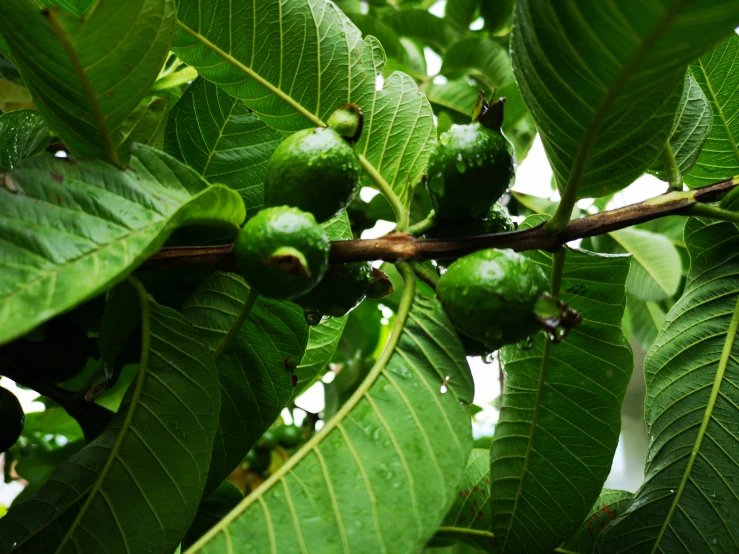 a fruit tree with some green fruits growing on the nches