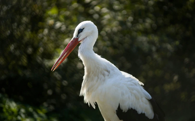 a white and black bird with a long neck