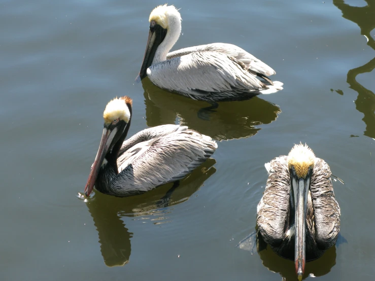 three large pelicans in water one in the center of four