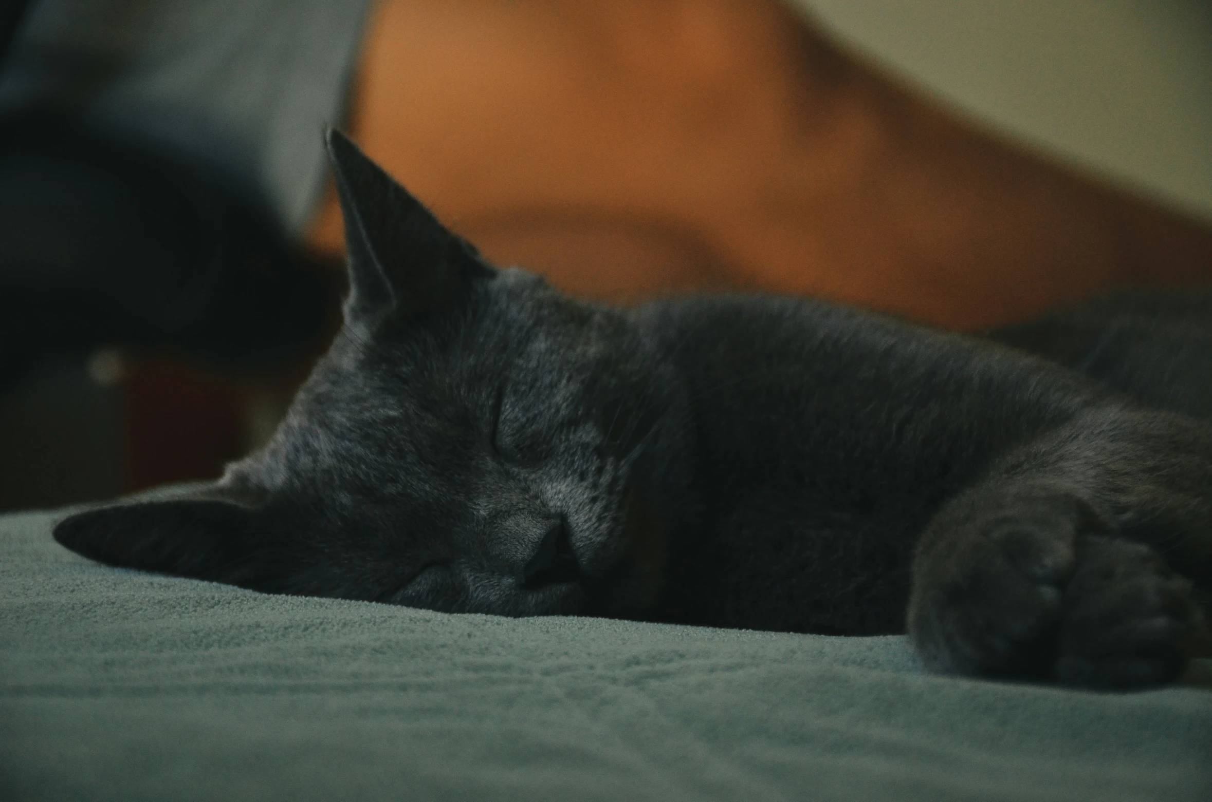 a close up of a black cat sleeping on a blanket