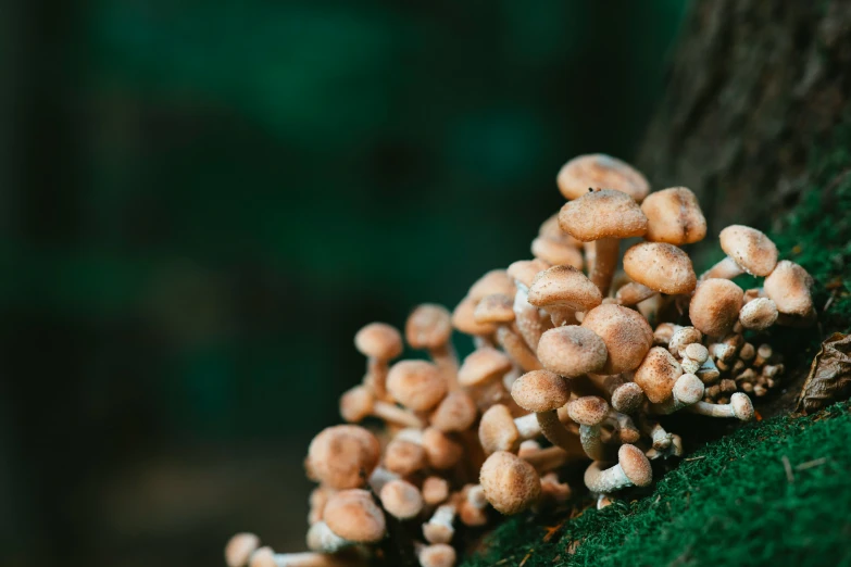 several mushrooms in the ground near a tree