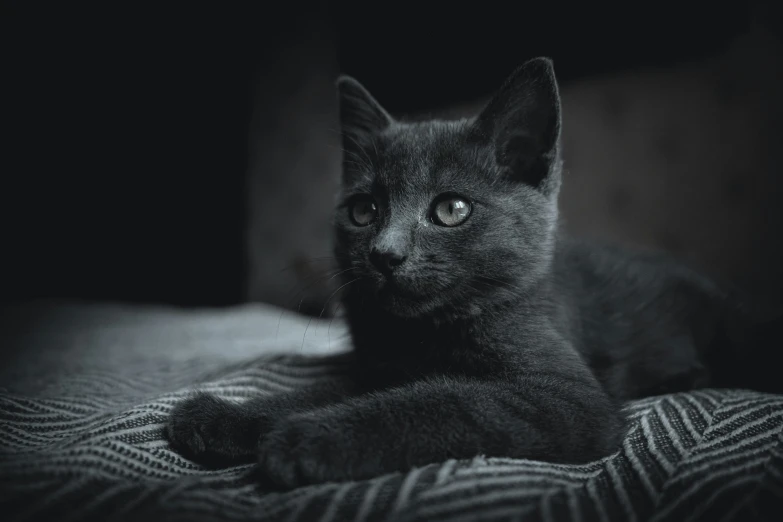 a black cat laying on a blanket and looking at the camera