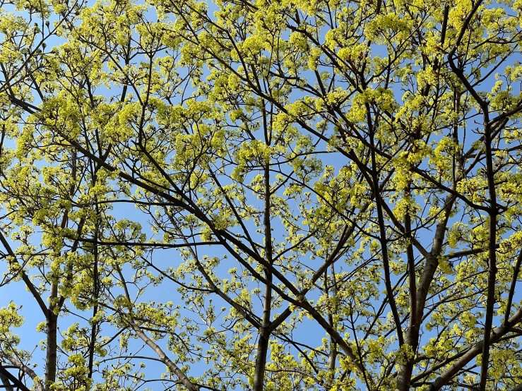several trees with green leaves are against the blue sky