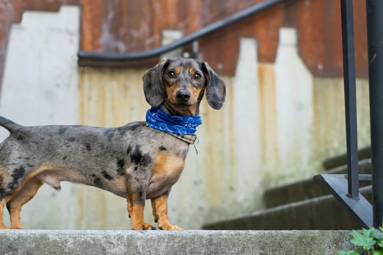 a black and brown dog wearing a blue leash standing on steps