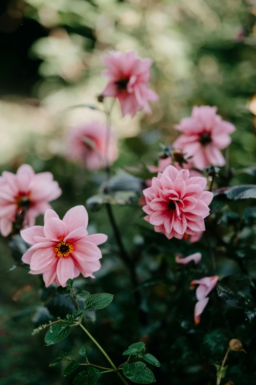 pink flowers growing through some dark foliage