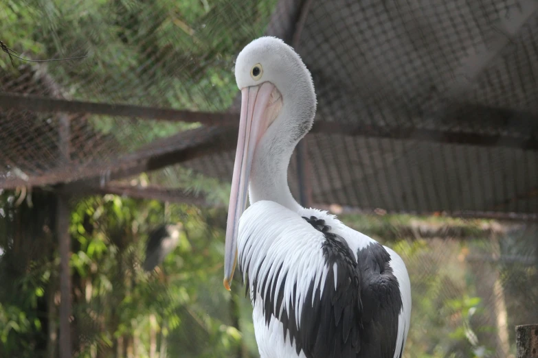 a bird that is standing on the ground