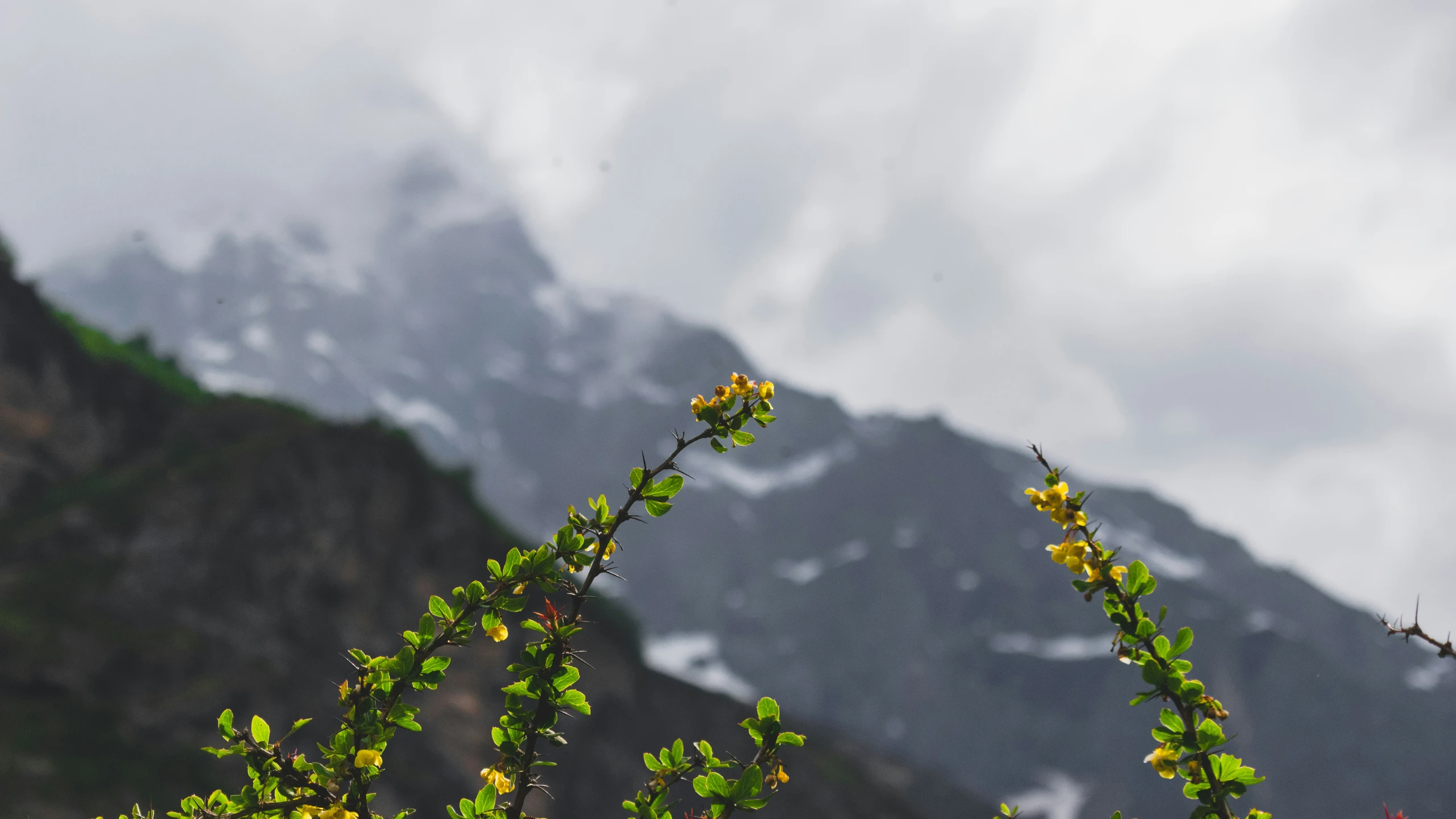 the flowers are blooming up close to the mountain