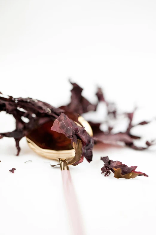 a dried flower laying on top of a white surface