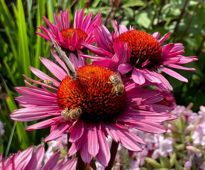 a group of bees sitting on top of a pink flower