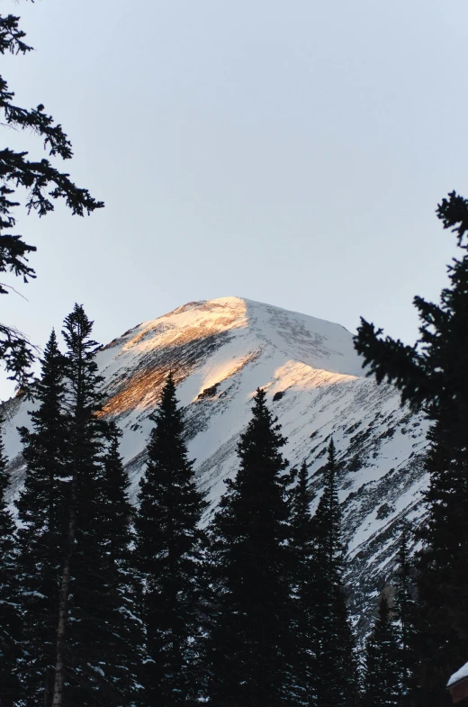 the mountain's peak is obscured by evergreen trees