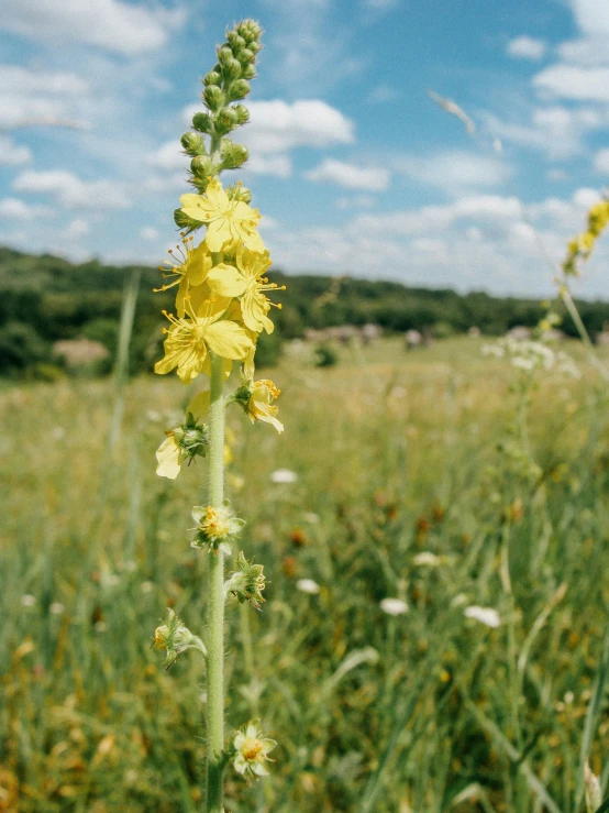 a tall yellow flower standing in the middle of a field