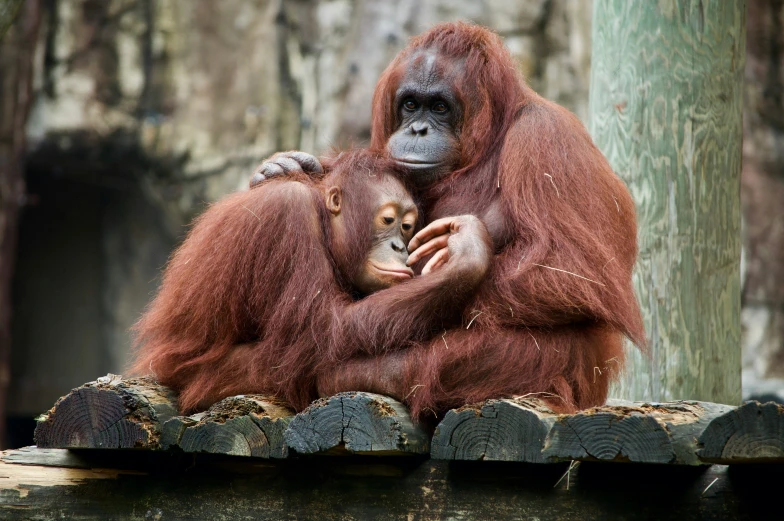 a baby monkey sits on its mother's lap in an enclosure