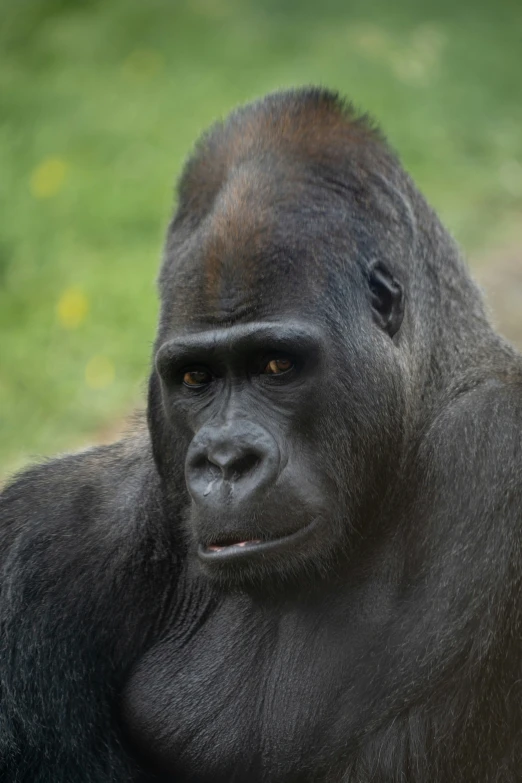 a close up of a gorilla with its hand on his head